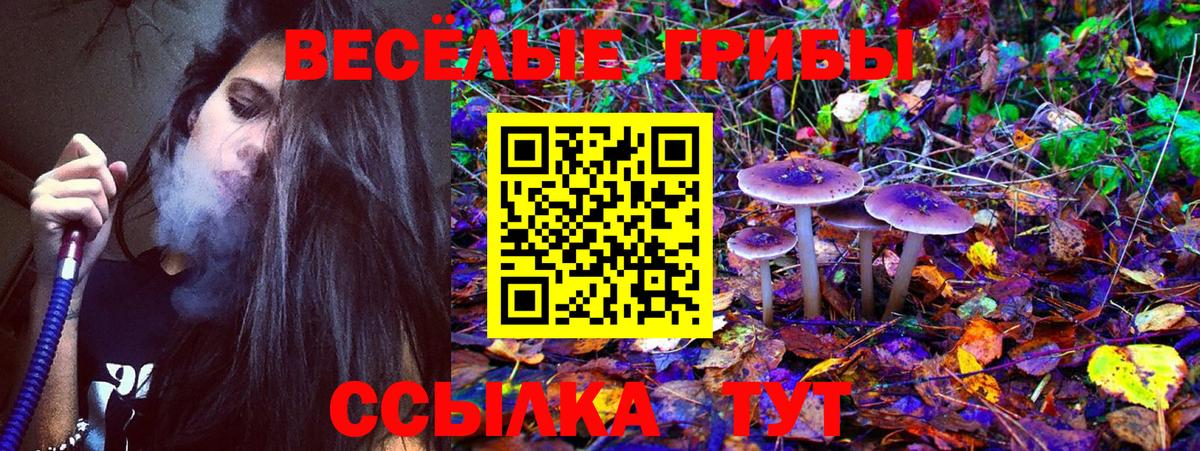 Псилоцибиновые грибы Psilocybe Гусиноозёрск